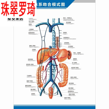 科室掛圖 人體血管分佈圖肝門靜脈盆腔解剖圖中英文醫學醫院科室海報