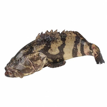 鲜活石斑鱼,北京支持同城速配,闪送到家!京 东 价￥158.