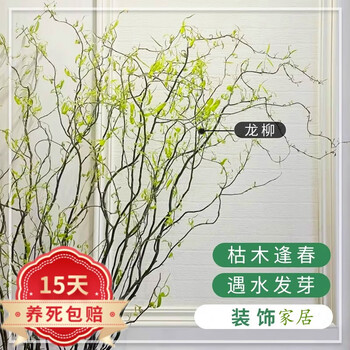 【泰西丝龙柳】泰西丝龙柳鲜枝龙柳干树枝水培植物花卉 龙柳1.2米高10支【不含盆】【行情 报价 价格 评测】-京东