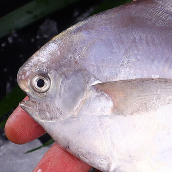 东海特大银鲳鱼新鲜野生鲳鱼大昌鱼平鱼鲳鳊鱼白鲳鱼 3斤 无冰精品