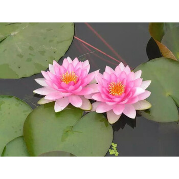 耐寒池塘水池睡莲花苗睡莲带花发货水培植物水生植物大睡莲花霍兰迪亚