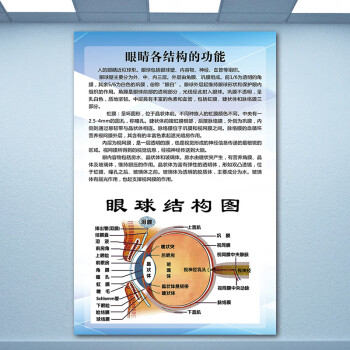 眼睛各結構的功能(豎版) 40x60(釐米)=24寸 相紙【加厚