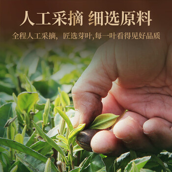 传奇会 茶叶 福鼎白茶寿眉木箱散茶陈香老白茶礼盒装500g自己喝送礼 传奇会 茶叶 福鼎白茶寿眉木箱散茶陈香老白茶礼盒装500g自己喝送礼