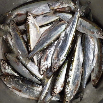 lism湖北新鲜淡水小野鱼小白条餐条 一斤18条左右 3斤