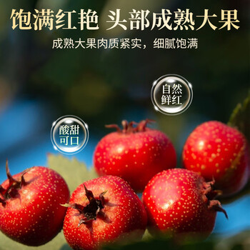 同仁堂（TRT）山楂片无核山楂空心无添加去核山楂干