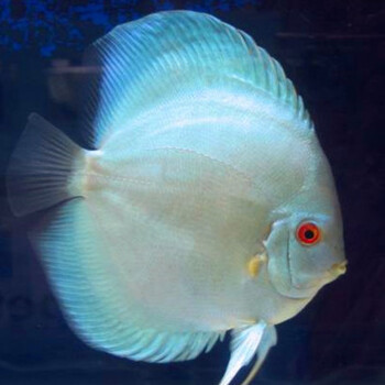 荣郁名彩七彩神仙鱼鱼苗23肉身老虎狗活体包损耗极光蓝含尾25cm