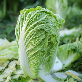 播種娃娃菜家庭大田基地種植山東黃心蔬菜四季播天津青麻葉菜籽大田