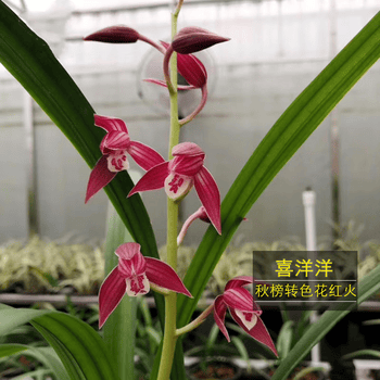 秋榜喜洋洋兰花转色大红花浓香高端名品花卉绿植盆栽室内好养送礼 1