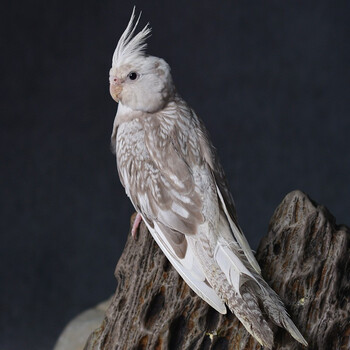 闽笼 一物一拍 亲人上手鹦鹉幼鸟特色大头虎皮牡丹玄凤鹦鹉玩具鸟活物异宠活体宠物鸟雏幼体幼崽特萌大 体型白脸古铜珍珠 白脸古铜牛 玄凤 图片价格品牌报价 京东