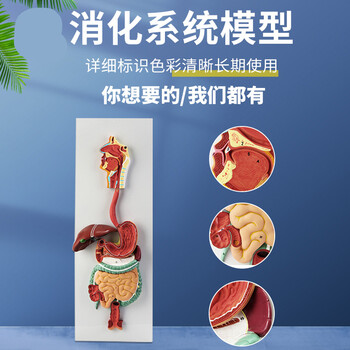 人体消化系统模型内脏器官解剖心脏鼻咽喉肠胃医院学校用教学教具
