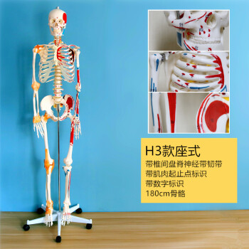 人体模型肌肉价格报价行情- 京东