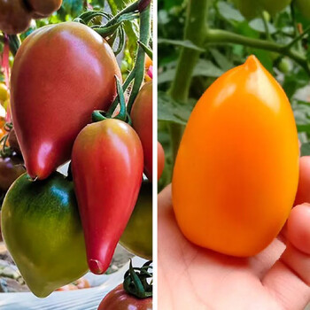 寿光牛心芒果蜜番茄苗秧带土球西红柿圣女果种子沙瓤超特甜四季籽 红