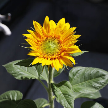 向日葵种子观赏向日葵种籽切花瓜子食用葵花籽油葵矮秆室内盆栽骏楷园林矮杆单头向日葵半斤 图片价格品牌报价 京东