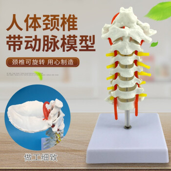 人体脊椎模型价格报价行情- 京东