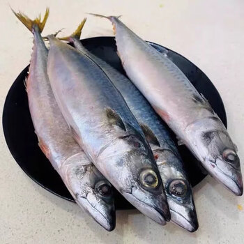 臻藓钰青占鱼新鲜大号大鲅鱼鲐鲅鱼马鲛鱼大整条冷冻马鲛鱼特大号