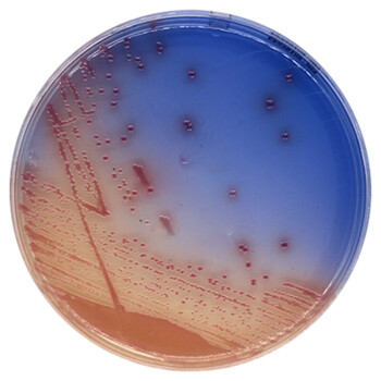 大肠杆菌o157筛选显色平板 9cm 初筛分离培养 大肠菌群 10个装