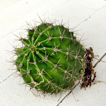 麦基乐仙人球 可食用仙人球草球 可嫁接砧木 开花草球 1个长刺300-400