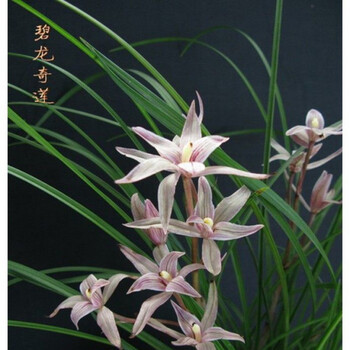 七抒云南名品浓香兰花苗 莲瓣兰  兰花盆栽阳台花卉绿植 碧龙奇莲4苗