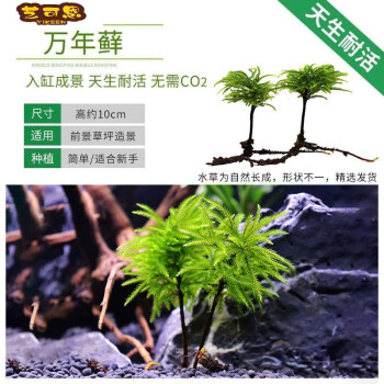 鱼缸水草鱼草万年藓水草活体耐活耐低温苔藓鱼缸水族箱生态瓶造景万年藓1棵 图片价格品牌报价 京东