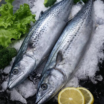 青岛鲅鱼新鲜冷冻马鲛鱼燕鲅鱼鲜活海鲜深海海鱼 超大燕鲅鱼三条【1.