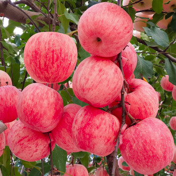 日本红富士脆甜苹果树苗嫁接苹果苗全国四季种植高产易活当年结果 2年苗粗1厘米