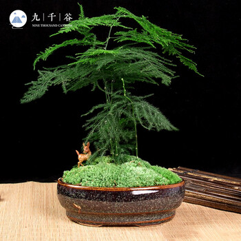 九千谷绿植盆栽 九千谷文竹盆栽中国风微景观造型景观绿植盆栽植物花卉装饰摆件典雅小鹿深色款8541 行情报价价格评测 京东