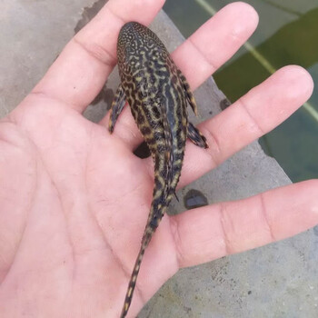 清洁工鱼清理打扫鱼缸吃鱼屎冷水清洁琵琶鱼黑清道夫1112厘米1条