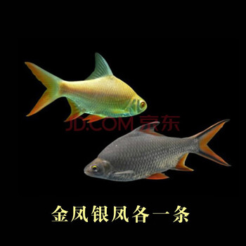 飞凤鱼排行- 京东 飞凤鱼排行- 京东