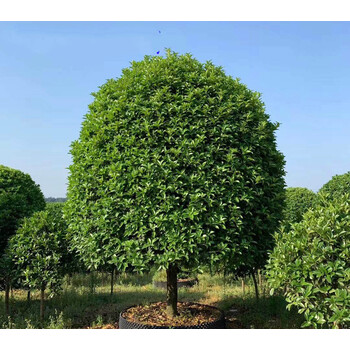 丹桂红桂花状元红朱砂金桂四季桂桂花树苗大树庭院盆栽征地桂花树jy 金桂直径3公分不含盆 图片价格品牌报价 京东