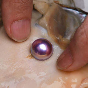 珍珠蚌活体天然淡水珍珠爱迪生紫霞仙子单珠蚌直播活体