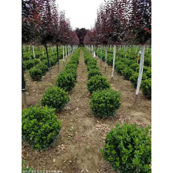 冬青球四季常青冬青苗大叶黄杨苗庭院花园常绿篱笆植物万年青树苗冬青毛球80厘米冠幅cm 含 30cm 不含 图片价格品牌报价 京东