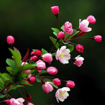 当年开花海棠花盆栽耐寒庭院地栽花卉绿植物室内四季客厅盆景树苗复色