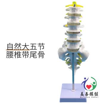 椎体模型品牌及商品- 京东