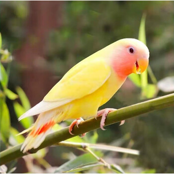 牡丹鹦鹉活体宠物鸟活物观赏鸟玄凤活体黄桃牡丹黄化玄凤小太阳活体