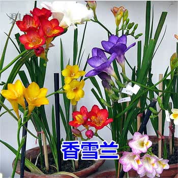 碧鼎秋冬季易种观花植物花种子香雪兰种球小苍兰种子花籽芳香花卉室内盆栽球根花种子四季种易活庭院花卉香雪兰种根混色