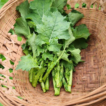 四川新鲜油菜苔 青菜苔小油菜青菜苔薹 2斤