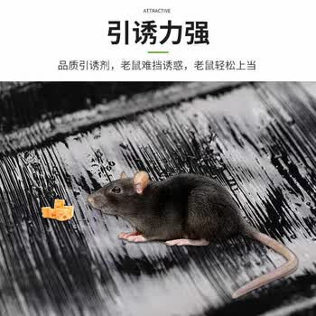 鼠道难猫山王老鼠贴超强力粘板老鼠粘胶贴板捕鼠神器灭鼠魔毯大号3张装