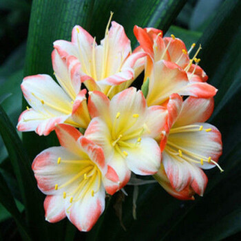 君子兰苗室内花卉绿植圆头和尚桌面盆栽植物四季开花精品大苗 芙  