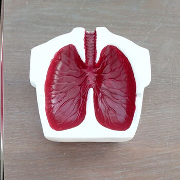 肺形烟灰缸模型形时尚ins咳嗽戒烟个性创意潮流父亲男生友礼物p64白