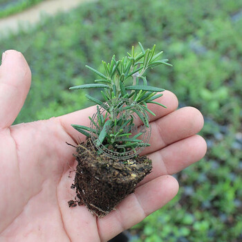 迷迭香苗香草盆栽直立匍匐阔叶迷迭香植物牛排西餐料理x匍匐迷迭香穴