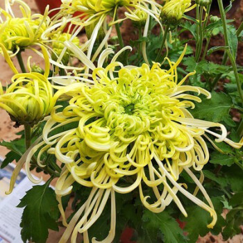 荷蘭菊帶花苞大菊花乒乓球菊菊花獅子頭花泰迪菊四季開花菊花盆栽綠