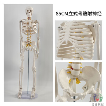 人体骨架模型85cm排行- 京东