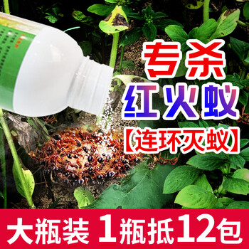 达豪 蚂蚁药红火蚁药专用卫生野外果园户外杀蚁饵剂500g瓶装