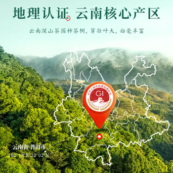 七春白毫银针 250g白茶罐装散茶叶可泡陈皮自喝特产地级父亲节送长辈