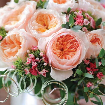 月季花苗2加仑丰花勤开品种绿植盆栽阳台庭院四季开花 月季 牙买加2