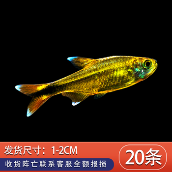 迷你灯鱼银尖鱼热带鱼观赏鱼淡水鱼中层灯科鱼小型鱼草缸群游活体迷你