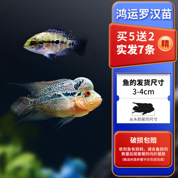 霆特鸿运当头罗汉鱼活体亚成鱼起头观赏鱼泰国红马幻