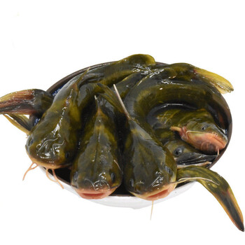 lism黄骨鱼 黄刺汪丫黄颡昂刺 鱼 黄辣丁昂公嘎鱼新鲜鲜活 野生黄骨鱼