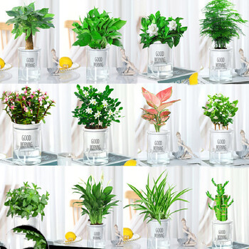 中梦水培植物花卉绿植物室内小盆栽栀子花 3盆 品种备注含早安盆 图片价格品牌报价 京东