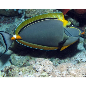 工匠头海水观赏鱼海洋活体鱼海鱼 黄金吊 七彩吊 金毛吊 海水鱼 天狗